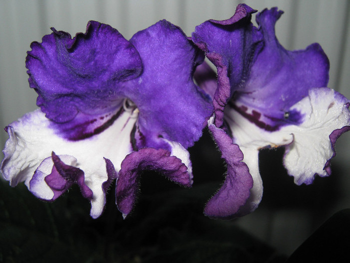  - streptocarpus Chevrolet