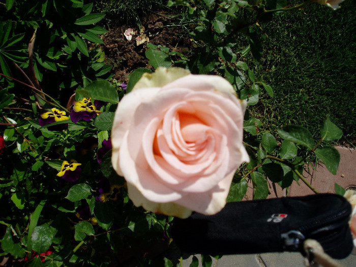 Vivaldi - Mai - Iunie