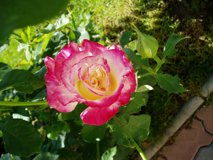 double delight - Mai - Iunie