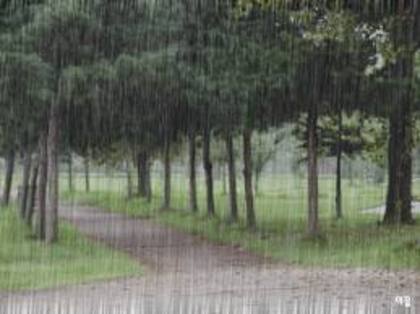Rain in the forest - Astazi ploua