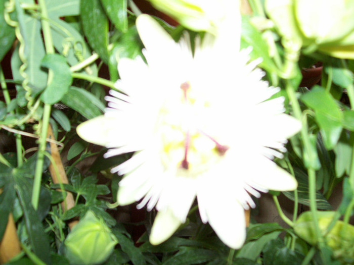 100_4832 - flori in mai