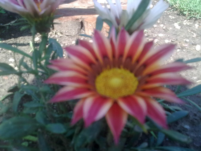gazania