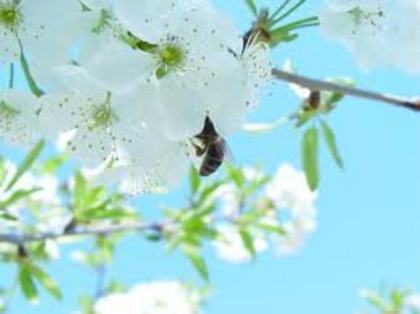 Albul primavaratic... - Florile cele mai frumoase