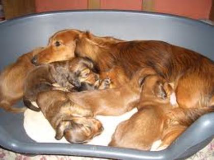 images - dachshund