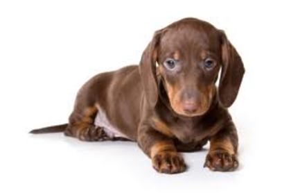 images (1) - dachshund