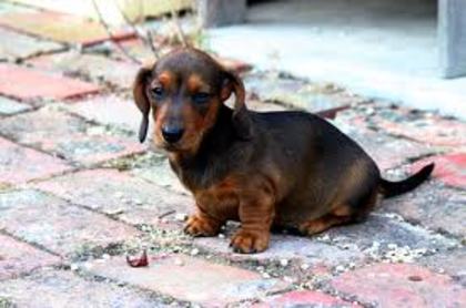 images (3) - dachshund