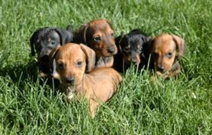 images (4) - dachshund