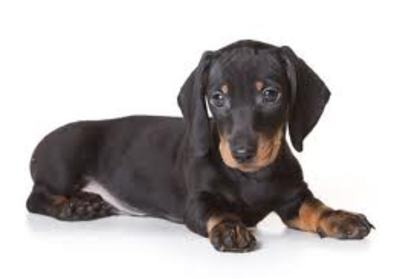 images (6) - dachshund