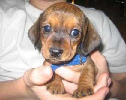 images (10) - dachshund