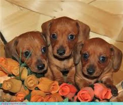 images (16) - dachshund