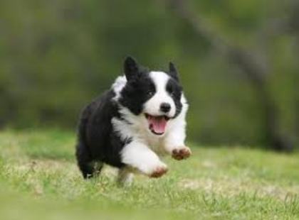 images (3) - border collie