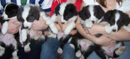 images (6) - border collie