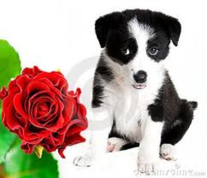 images (9) - border collie