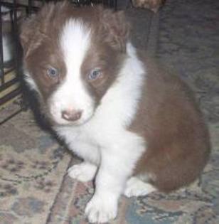 images (13) - border collie