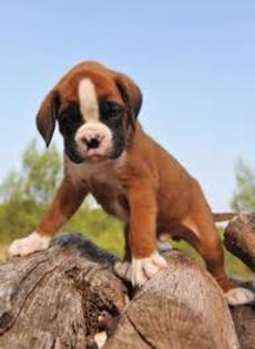 images (1) - boxer