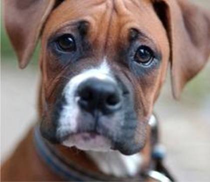 images (3) - boxer