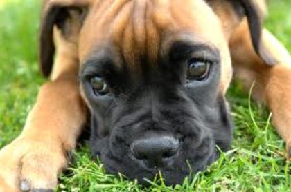 images (5) - boxer