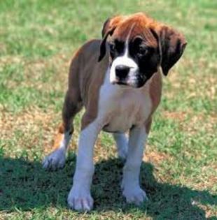 images (6) - boxer