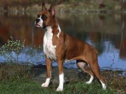 images (12) - boxer