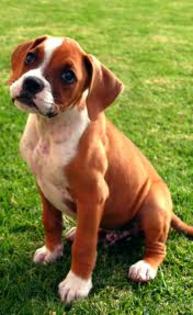 images (13) - boxer