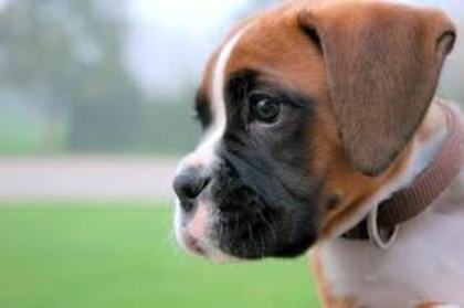 images (15) - boxer