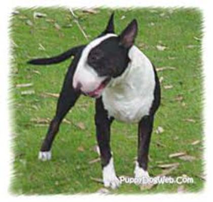 images - bull terrier