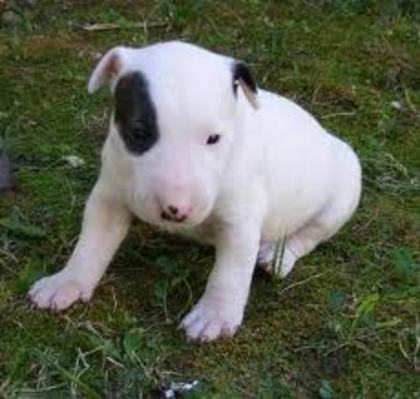 images (1) - bull terrier