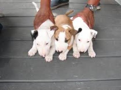 images (7) - bull terrier