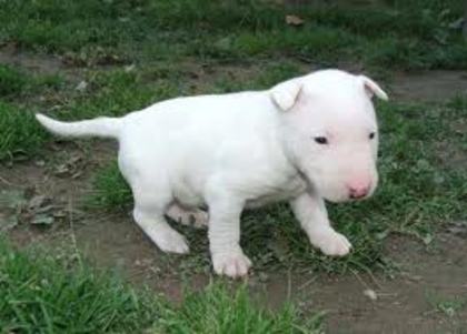 images (13) - bull terrier