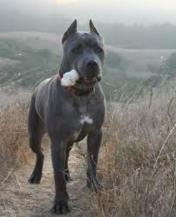 images (1) - cane corso