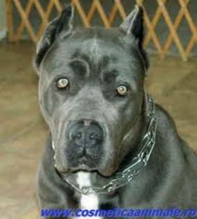 images (5) - cane corso