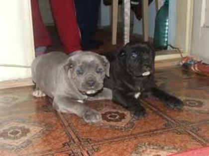 images (6) - cane corso