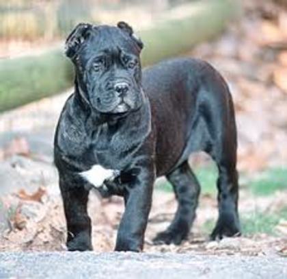 images (9) - cane corso