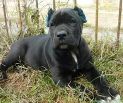 images (15) - cane corso