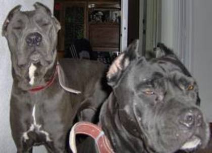 images (17) - cane corso