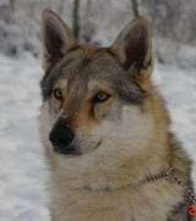 images (2) - cehoslovac wolf dog