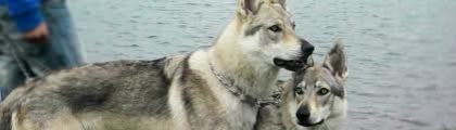 images (3) - cehoslovac wolf dog
