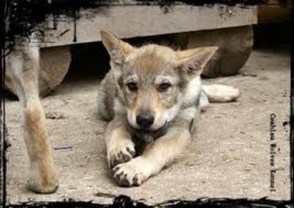 images (4) - cehoslovac wolf dog