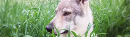 images (5) - cehoslovac wolf dog