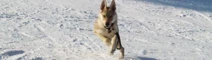 images (6) - cehoslovac wolf dog