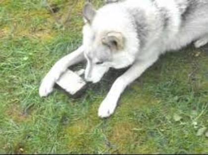 images (7) - cehoslovac wolf dog