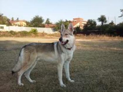 images (10) - cehoslovac wolf dog