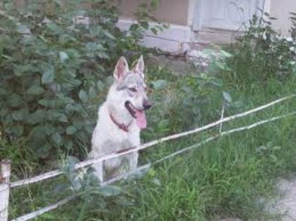 images (11) - cehoslovac wolf dog