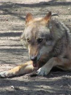 images (14) - cehoslovac wolf dog