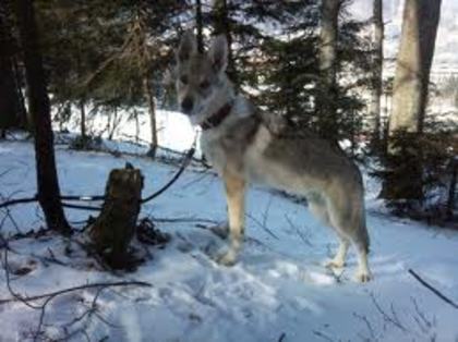 images (17) - cehoslovac wolf dog