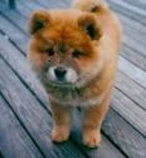 images - chow chow