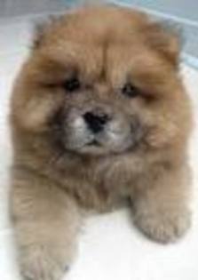 images (1) - chow chow