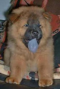 images (4) - chow chow