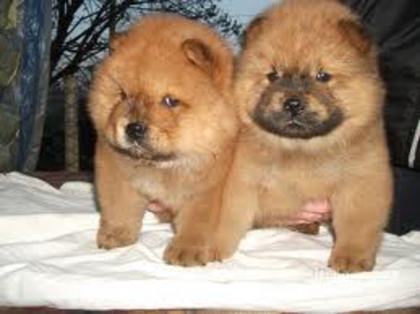 images (5) - chow chow