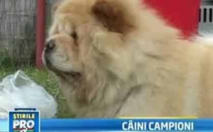 images (6) - chow chow